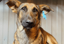 У м. Синельникове стерилізують та вакцинують безпритульних тварин