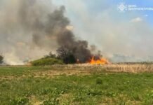 На Дніпропетровщині протягом доби вогонь знищив понад 55 га природних екосистем