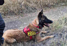 Тіло виявили службові собаки: запорізькі поліцейські встановили долю зниклого чоловіка