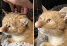 Барні Булька: дивовижна історія кота з найбільшим носом у світі підкорила інтернет