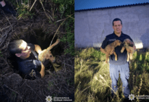 Добро в дії: у Дніпровському районі поліцейський врятував цуценят із люка