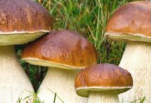 “Задобрити” ліс: ритуали, традиції та замовляння для щедрого грибного врожаю