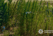 Незаконний посів та вирощування конопель: слідчі Кривого Рогу завершили досудове розслідування