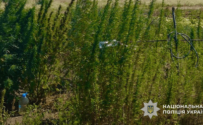Незаконний посів та вирощування конопель: слідчі Кривого Рогу завершили досудове розслідування