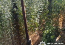 У Кам’янському судитимуть чоловіка за незаконний посів конопель