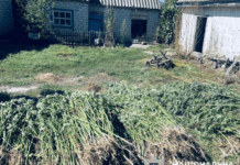 На Дніпропетровщині вилучили майже 900 кущів конопель: подробиці