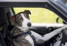 Іспит на отримання водійських прав: у МВС повідомили про зміни у тестових питаннях з теорії