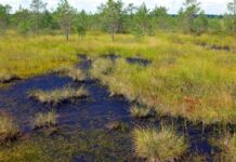 У Латвії планують відновити болота, які можуть слугувати природними бар’єрами на східному кордоні – Міноборони