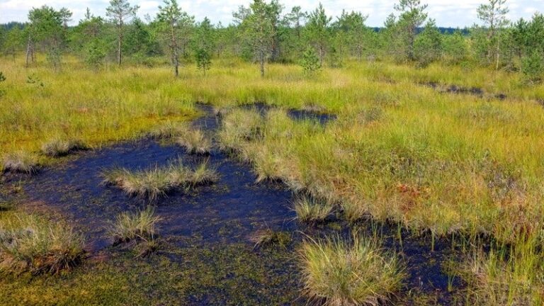 У Латвії планують відновити болота, які можуть слугувати природними бар’єрами на східному кордоні – Міноборони