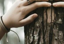 Кельтський гороскоп: яке дерево відображає вашу сутність за датою народження