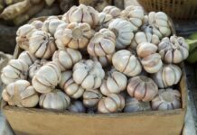 Часник не зіпсується до наступного літа! Простий секрет зберігання від досвідчених городників