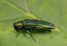 Ясени під загрозою: в Україні поширюється небезпечний шкідник із Росії