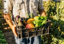 Сирі чи варені? Як отримати максимум користі від овочів та фруктів