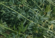 У Кам’янському чоловік перетворив подвір’я на наркоплантацію