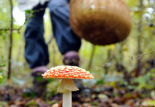 Небезпечний “улов”: у Кам’янському родина з дитиною отруїлася грибами