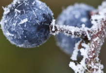 Метеорологи прогнозують перші заморозки на Дніпропетровщині: коли очікувати