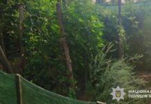 Вирощував коноплі на присадибній ділянці: на Дніпропетровщині поліцейські викрили чоловіка