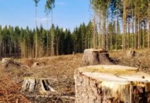 Суд зобов’язав ДП «Ліси України» відшкодувати понад 450 тис. грн збитків за незаконну вирубку дерев