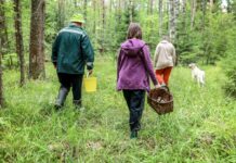 “Тихе полювання” без штрафів: кому потрібен лісовий квиток для збору грибів і як отримати