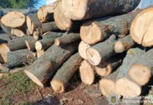 На Дніпропетровщині слідчі повідомили про підозру чоловіку за незаконну порубку лісу поблизу міста П’ятихатки