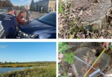 Незаконна порубка лісу ландшафтного заказника «Мости» зі збитками 6,9 млн грн: повідомлено про підозру колишньому посадовцю лісгоспу на Дніпропетровщині