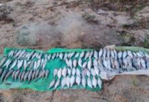 У Кам’янському браконьєр сітками наловив риби на 174 тисячі гривень