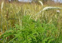 Карантин на 300 гектарах: у Чернігівській області попередили про небезпечний бур’ян