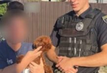 У Дніпрі власниця попросила патрульних допомогти в пошуках домашньої улюблениці: собаку знайшли