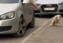 У Дніпрі поліція притягнула до відповідальності чоловіка, який вигулював собаку на повідці, не виходячи з авто