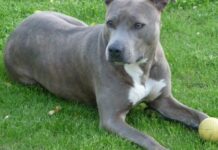 У Дніпрі поліцейські перевіряють обставини загибелі собаки, яку викинули з 4 поверху