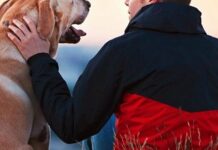 Говоріть із собакою як з дитиною: корисні поради для кращого взаєморозуміння