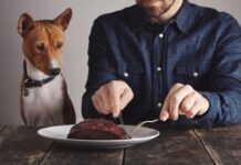 Чи можна годувати собаку сирим м’ясом: ветеринар розкриває всю правду