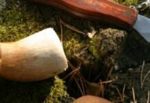 Зрізати чи викручувати: як правильно збирати гриби і що кажуть науковці