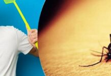 Свербіж після укусу комара: прості та доступні засоби для позбавлення дискомфорту