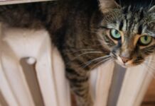 Уряд виділив 8,4 млрд гривень на закупівлі газу для опалювального сезону