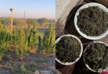 У Криворізькому районі викрили чоловіка, який вирощував коноплі