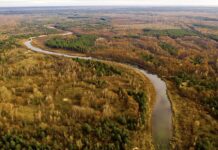 Рідкісний птах потрапив у об’єктив фотопастки в Чорнобильському заповіднику: унікальний кадр