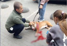 На житловому масиві «Парус» чоловік вдарив собаку ножем: що кажуть в поліції