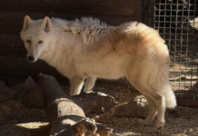 Був «живою іграшкою»: на Дніпропетровщині прихистили врятованого вовка Балто