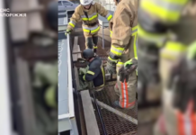 Впав у технологічний колодязь: запорізькі надзвичайники врятували собаку