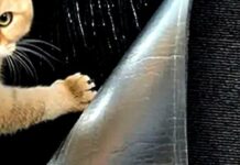 Максимально бюджетно: геніальний спосіб захисту дивана від котячих пазурів