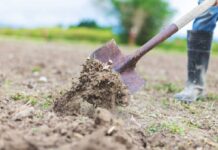 Утеплення грядок восени: як захистити врожай і не нашкодити ґрунту?