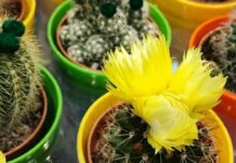 Більше, ніж просто рослина: п’ять причин, чому в квартирі треба вирощувати кактуси