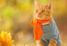 Завтра на Дніпропетровщину повернеться справжнє тепло: якою буде погода