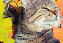 Осінній дощ і прохолода: прогноз погоди в Кам’янському на 10 жовтня