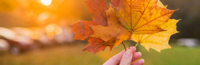 izobrazenie2025-10-29183920410_6902433af09ea