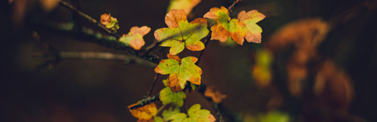 Осінній дощ і прохолода: прогноз погоди в Кам’янському на 31 жовтня