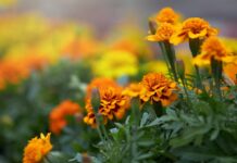 Не поспішайте викидати чорнобривці: як перетворити відцвілі квіти на золото для городу