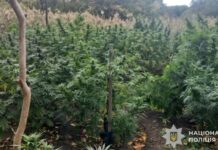 На Дніпропетровщині поліцейські затримали чоловіка, причетного до посіву плантації з коноплями