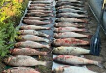 Більше 120 рибин і понад 260 тис. збитків: на Дніпропетровщині затримали двох браконьєрів